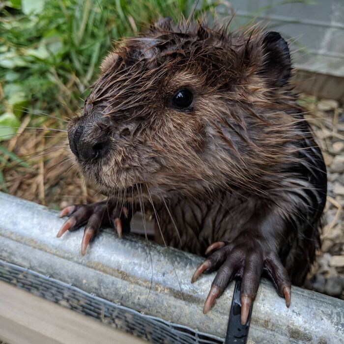 One Of Our Two Baby Beavers Is Seen Here Taking A Little Break From Swimming And Chewing