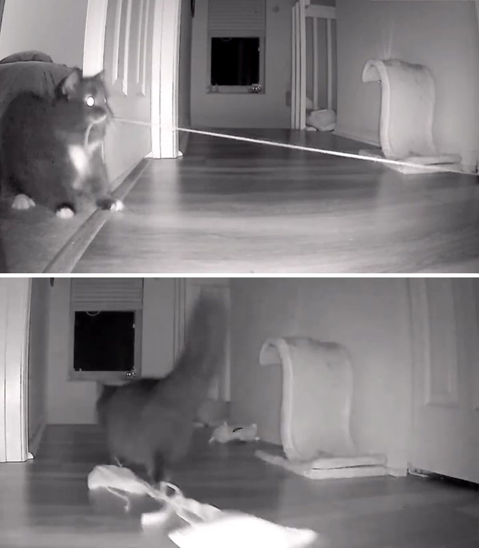 Kitty Becomes Internet Sensation After His Mom Catches Him Stealing Her Daughter’s Toys With Hidden Cameras Kitty Becomes Internet Sensation After His Mom Catches Him Stealing Her Daughter’s Toys With Hidden Cameras