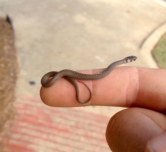The Smallest Snek I’ve Ever Found In The Wild