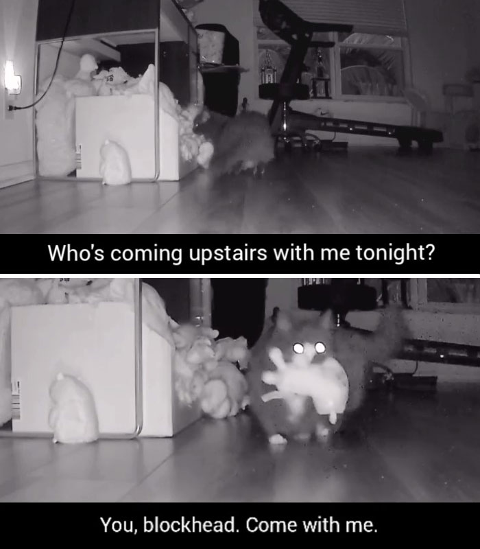 Kitty Becomes Internet Sensation After His Mom Catches Him Stealing Her Daughter’s Toys With Hidden Cameras