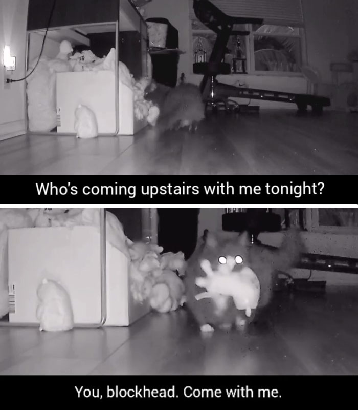 Kitty Becomes Internet Sensation After His Mom Catches Him Stealing Her Daughter’s Toys With Hidden Cameras Kitty Becomes Internet Sensation After His Mom Catches Him Stealing Her Daughter’s Toys With Hidden Cameras