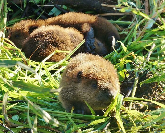 Baby Beavers