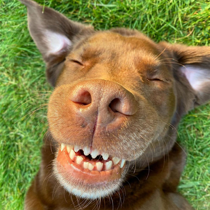 “It’s Always The Dads Who Didn’t Want A Dog That End Up Loving Them The Most”: Dad Wears An E Collar To Lift His Pup’s Spirits After Surgery “It’s Always The Dads Who Didn’t Want A Dog That End Up Loving Them The Most”: Dad Wears An E Collar To Lift His Pup’s Spirits After Surgery