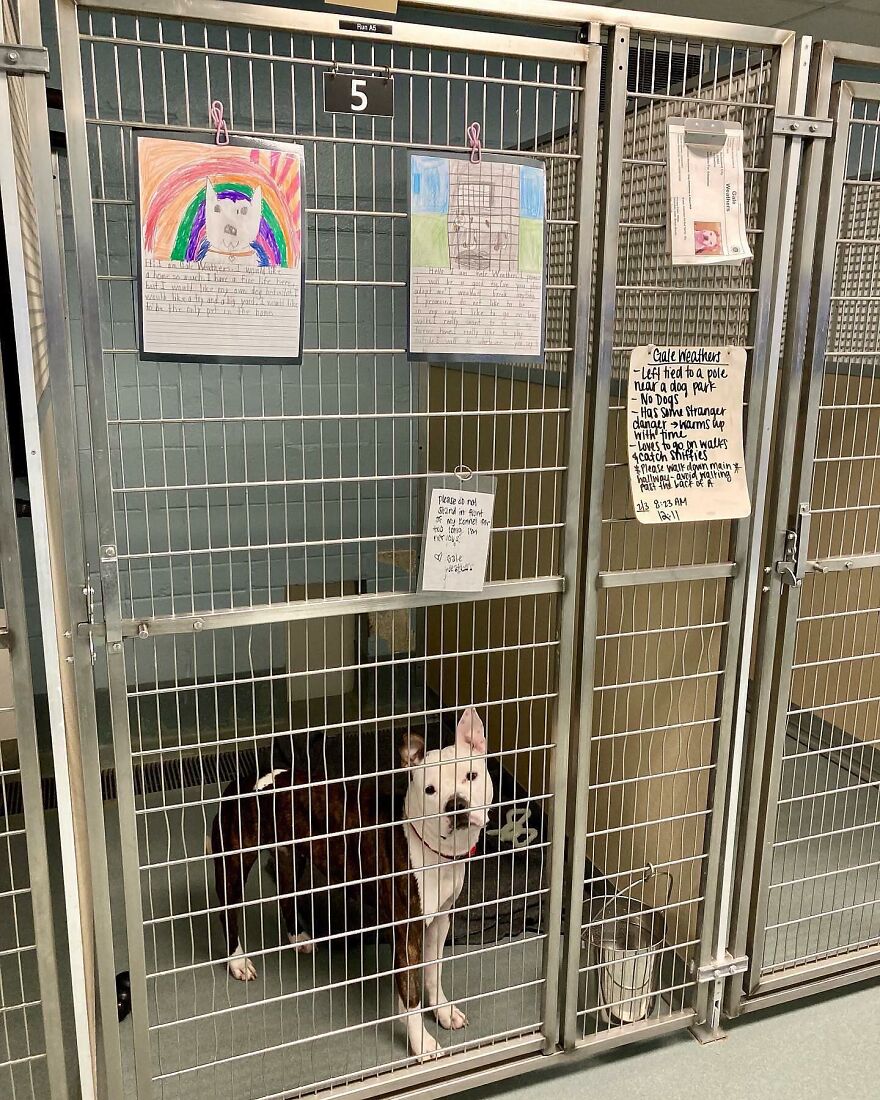 Second Graders Wrote Adorable Letters On Behalf Of Shelter Animals To Get Them Adopted, And It Worked