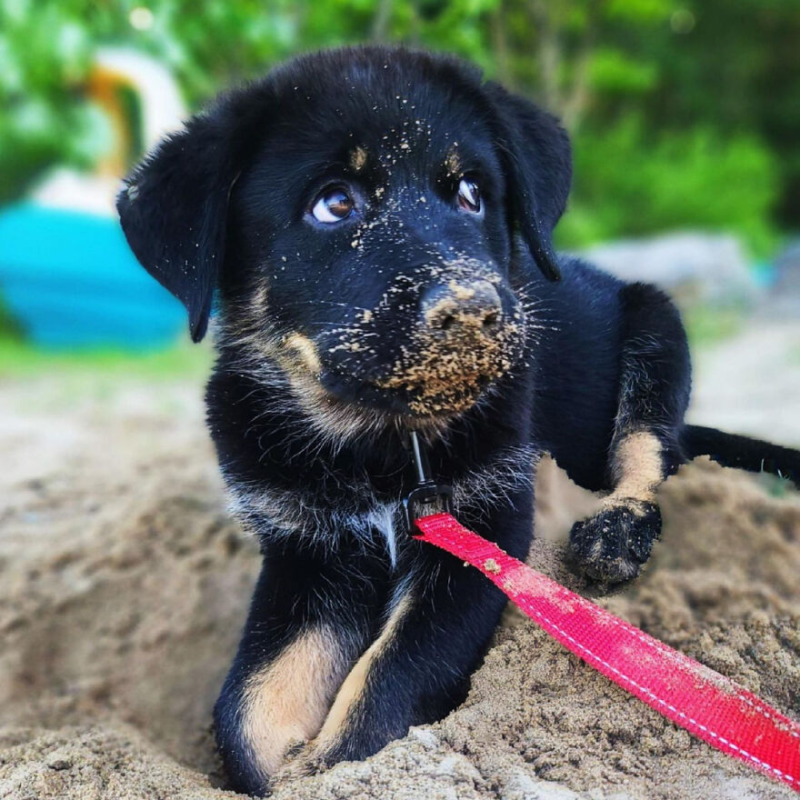 I Spent 1 Year Taking Pictures Of My Shepsky Rotty Puppy, And Here Are The 14 Best Ones
