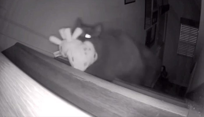 Kitty Becomes Internet Sensation After His Mom Catches Him Stealing Her Daughter’s Toys With Hidden Cameras Kitty Becomes Internet Sensation After His Mom Catches Him Stealing Her Daughter’s Toys With Hidden Cameras