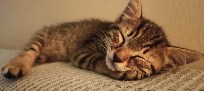 Pepe Falls Asleep First Night At His Forever Home!
