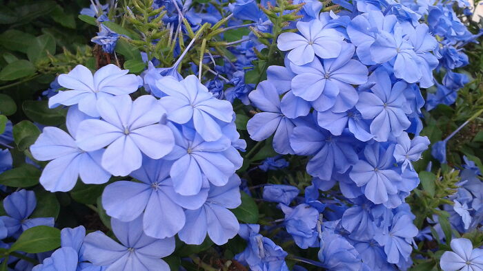 Some Pretty Purplish-Blue Flowers