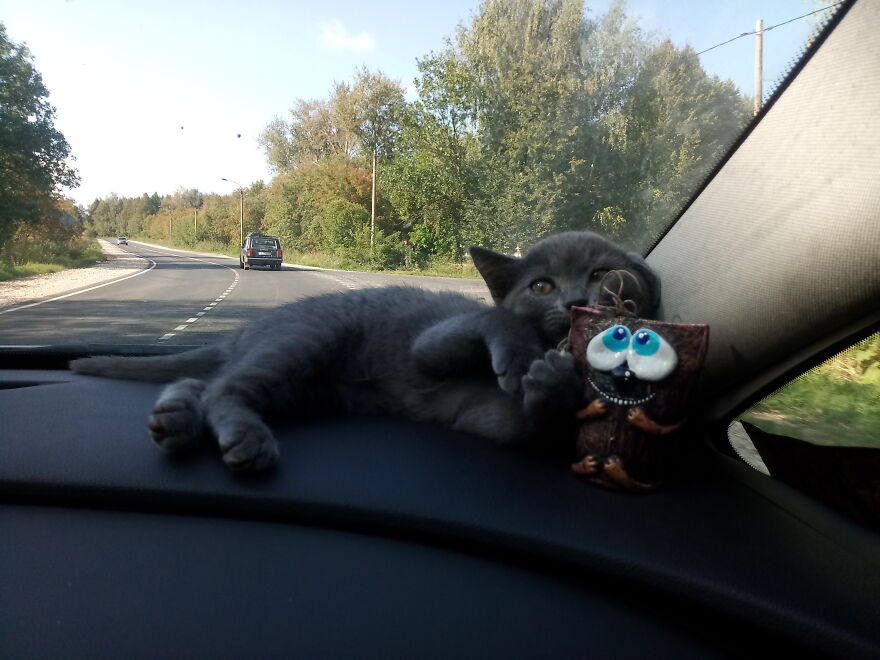 Our Fluffy Talisman: A Homeless Artist Who Is Always On The Go Our Fluffy Talisman: A Homeless Artist Who Is Always On The Go