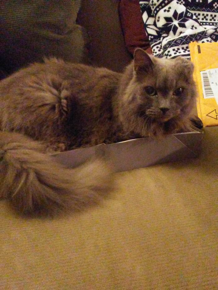 This Is Bear. He Was 18 At The Time This Picture Was Taken In 2018. He Had No Claws ( Front Or Back), Half An Ear And Mowed Like A Demanding Crotchety Old Man. We Rescued Him From A Bad Situation ( Partially Explains The No Claws) In 2014. He Was My Best Friend For 4 Years. Miss Him Everyday. Vet Said We Did Good For Keeping Him Alive That Long. He Died Due To A Really Large Tumor Under His Tongue They Couldn't Remove.