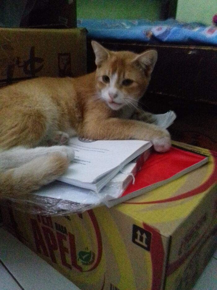 He Likes To Play With My Papers