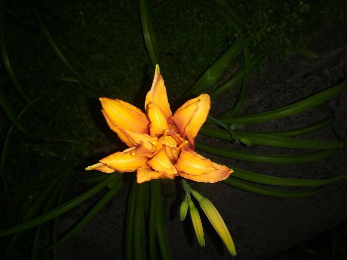 Night Time Flower