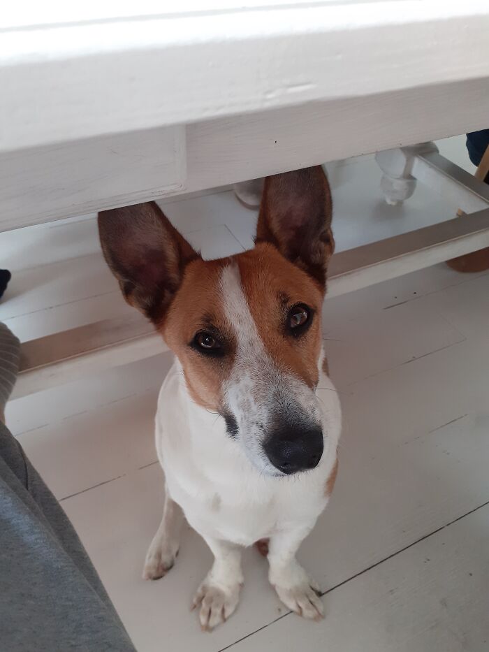 This Is Otis! His Mom Is A Shepherd Mix And His Dad Is A Jack Russel