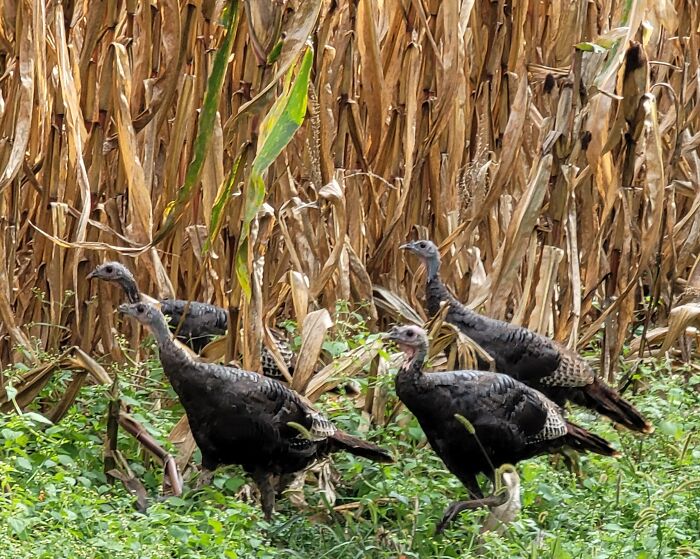 Wild Turkeys