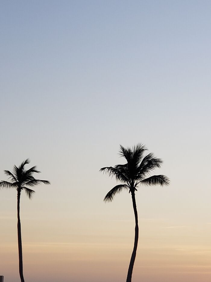 Palm Trees In Aruba