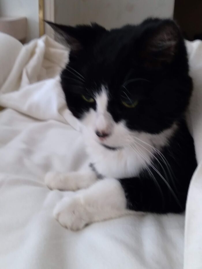 My Sweet Baby Girl Mini, At Age 19. This Was Our Last Morning Together. She Went To The Rainbow Bridge Later That Day.