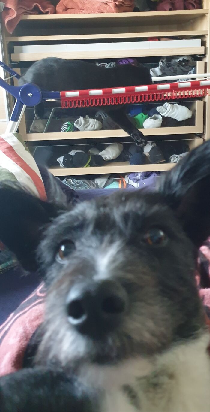 Baya Took A Picture Of Her Stupid Brother On A Drying Rack