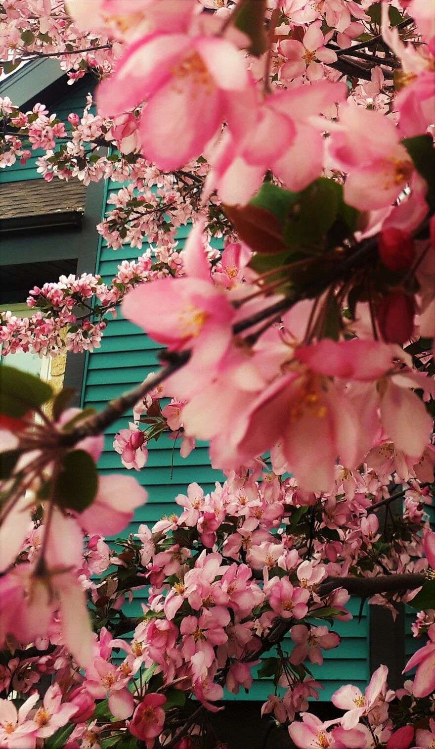 I Take Photos Of Flowers And Plants Around My City Every Summer