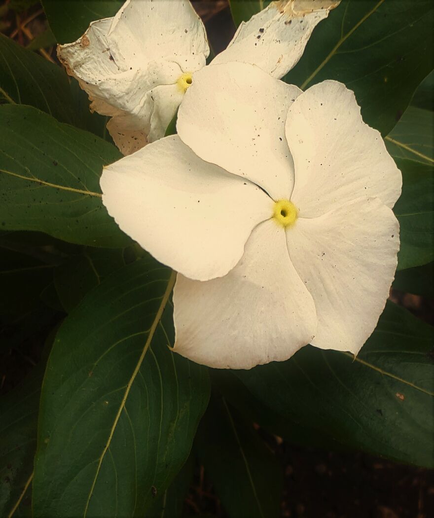 I Take Photos Of Flowers And Plants Around My City Every Summer