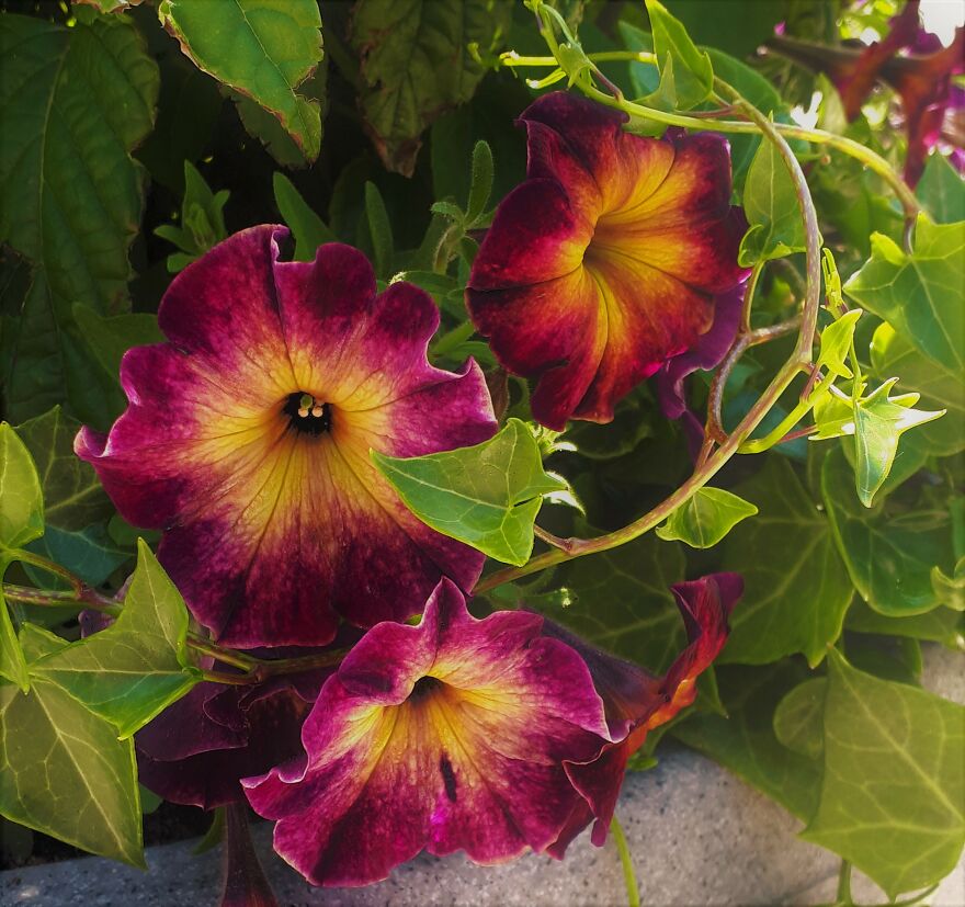 I Take Photos Of Flowers And Plants Around My City Every Summer