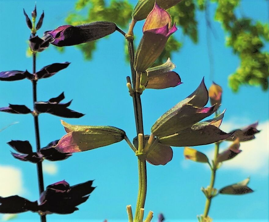 I Take Photos Of Flowers And Plants Around My City Every Summer