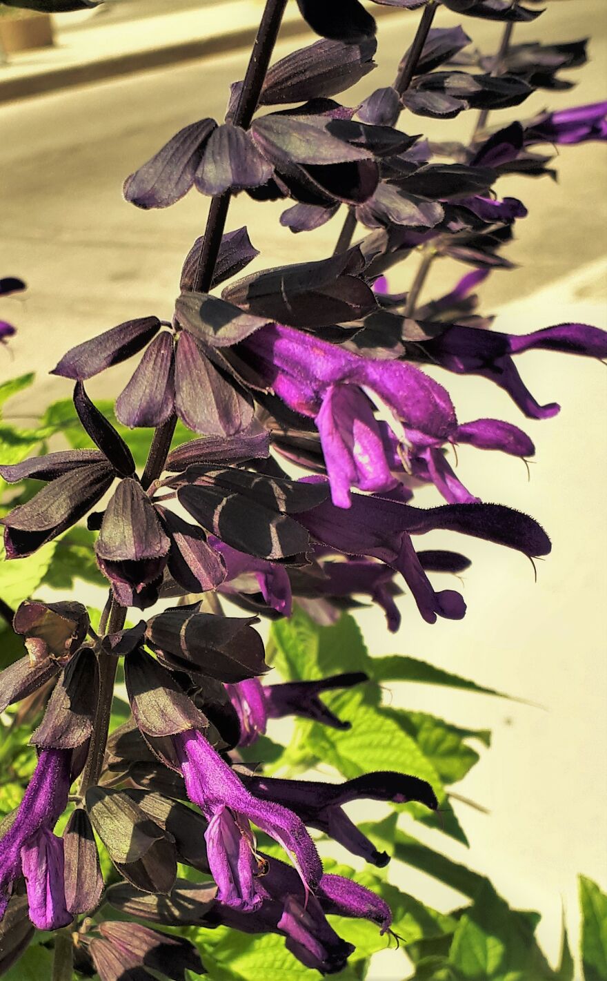 I Take Photos Of Flowers And Plants Around My City Every Summer