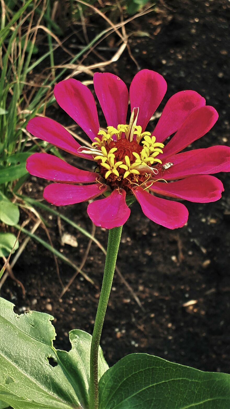 I Take Photos Of Flowers And Plants Around My City Every Summer