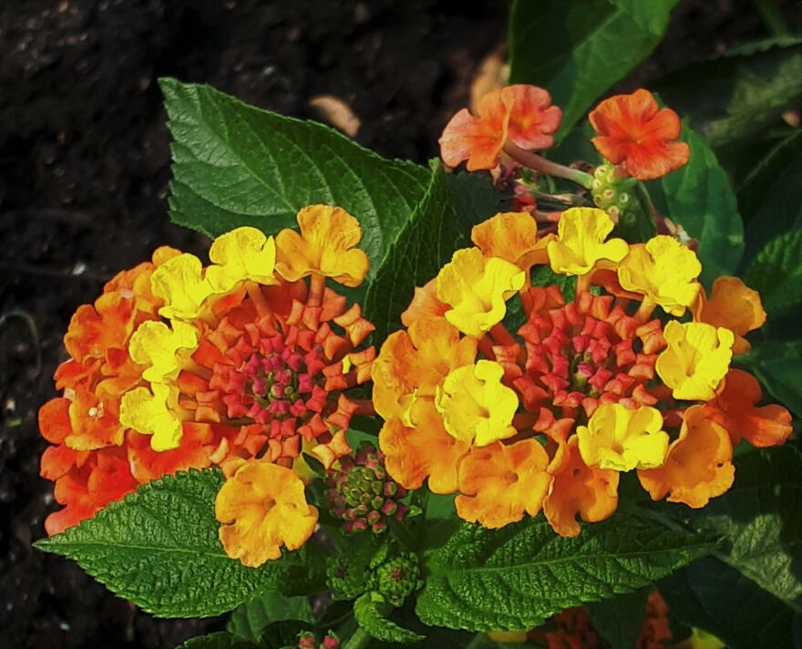 I Take Photos Of Flowers And Plants Around My City Every Summer