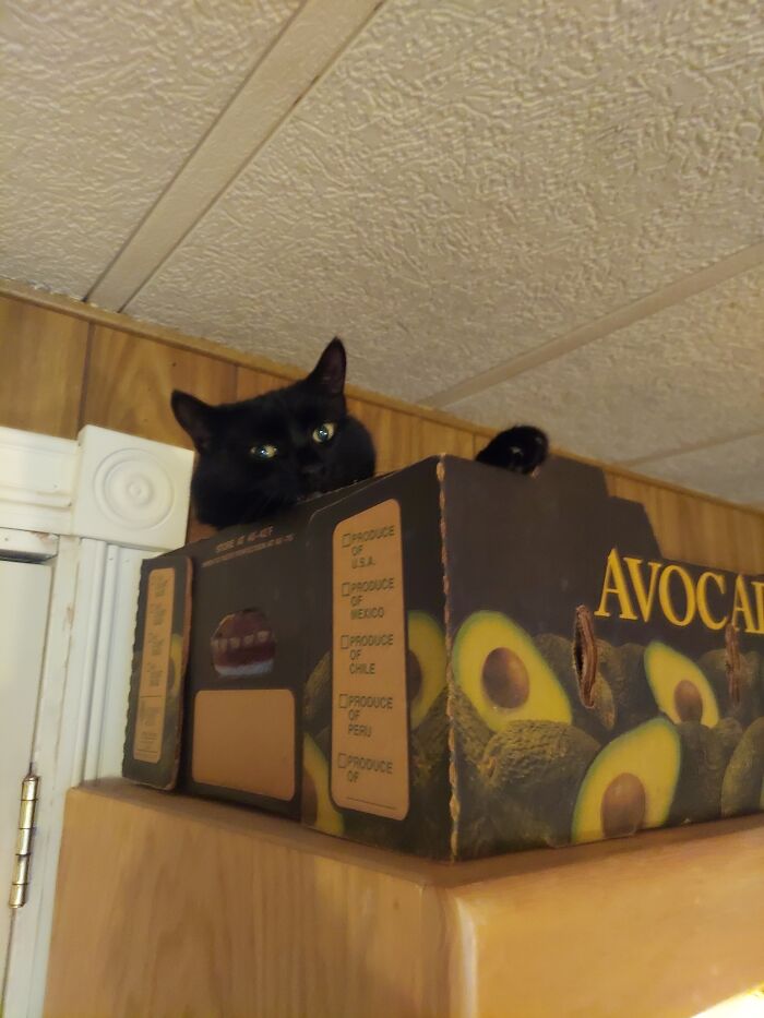 This Is Luna, Our Only Pet (Because She Forbids Any Others). This Is Her "Avocado Castle"/Judgement Perch Atop The Bookcase.