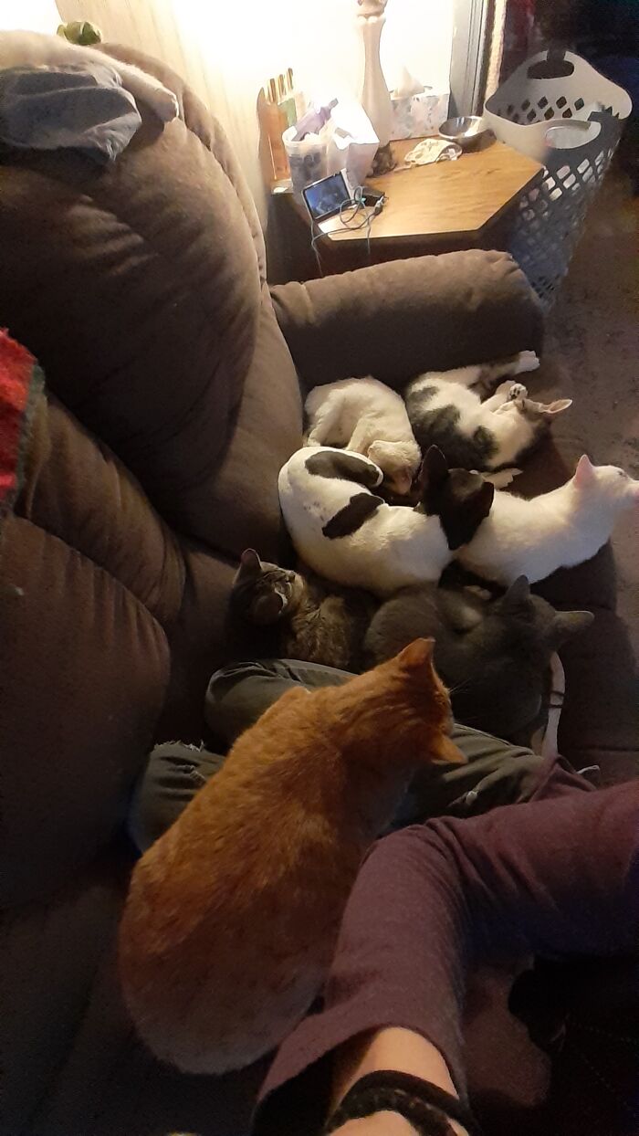 Demi Surrounded By Rescued Kittens