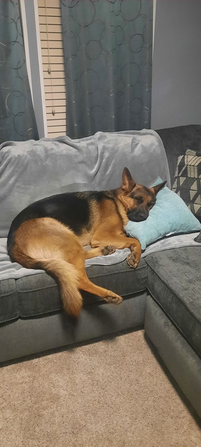 Jax At A Year Old. Needs A Pillow To Sleep. Lol