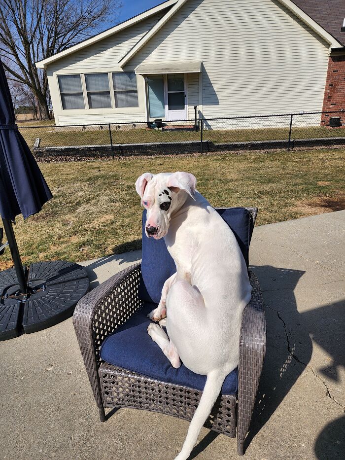 Hercules. Almost 4 Year Old Deaf And Blind Great Dane. Living His Best Life And Making Mine Amazing.