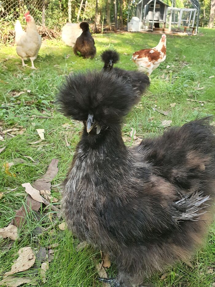 My Silkie Chicken Who Can't See Because Of Her Hair!