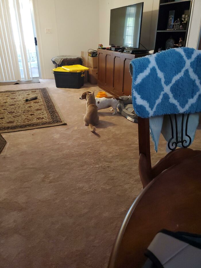 Kiiro The Cat And Penguin The Dog. This Is Them In The New House In Florida