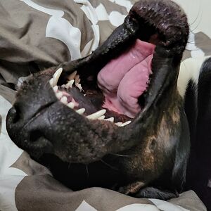 sarahgoldthrite avatar