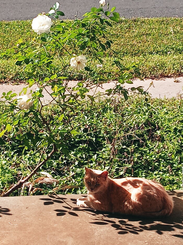 Cat And White Roses