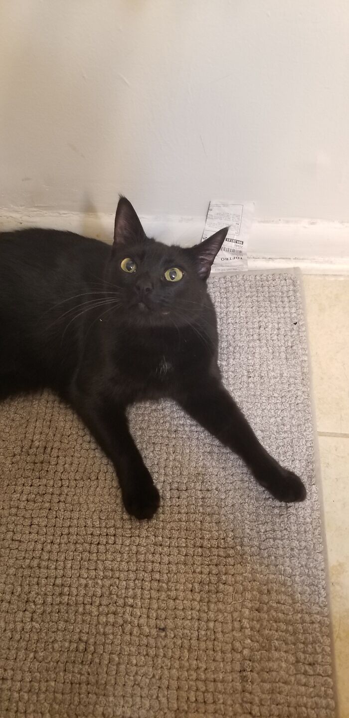 Draco Meowfoy! He Had "The Worst Stomatitis [my Vet] Had Ever Seen In A Kitten" So He Got All His Teeth Pulled At 8 Months. He Also Has Deformed Back Legs. His Favorite Pastime Is Following Me Into The Bathroom.