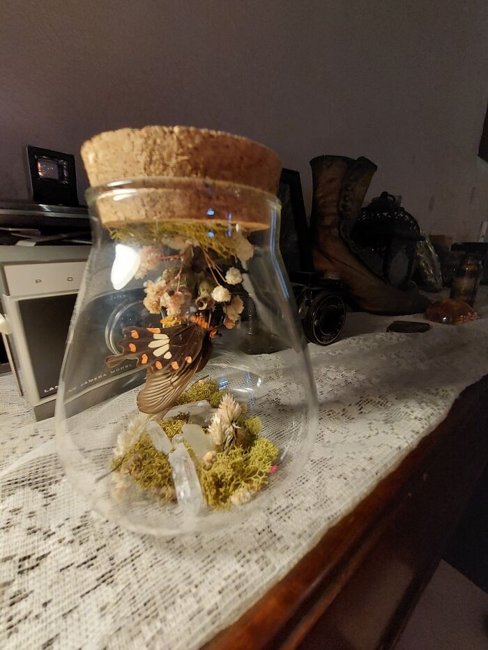 Taxidermy Butterfly Jar I Made
