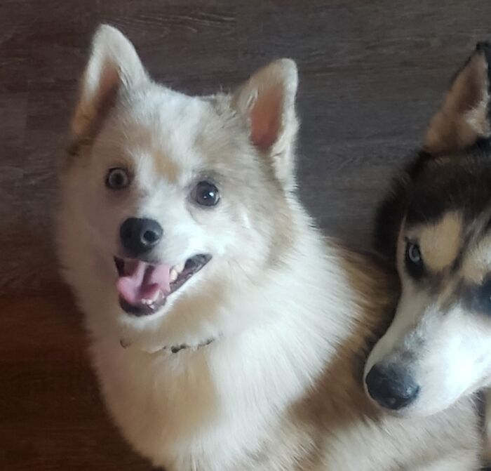 Deaf Pomsky Named Buloo (Blue), He Was Born Deaf And Will Turn A Year Next Month. The Husky Is Paris And She Is Just Weird.