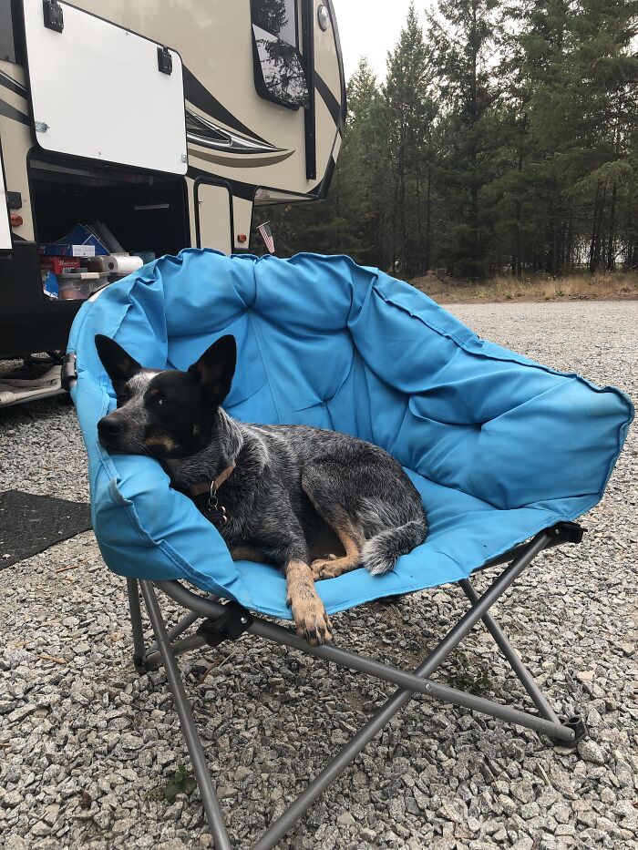 Lexi The Blue Heeler - Relaxing After Another Day Of Adventure.