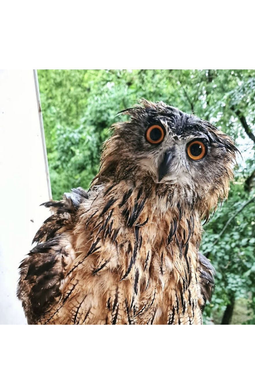 This Collection Of Wet Owls Is Everything You Need Today