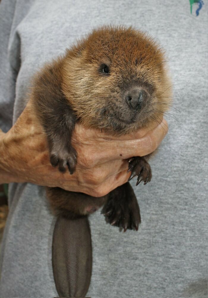 Have You Guys Ever Seen An Little Baby Beaver