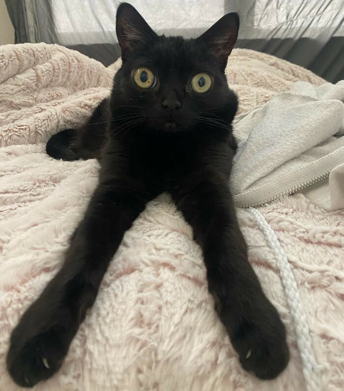 Black Cat With Huge Eyes And Paws Named Mayor Of Town Called Hell