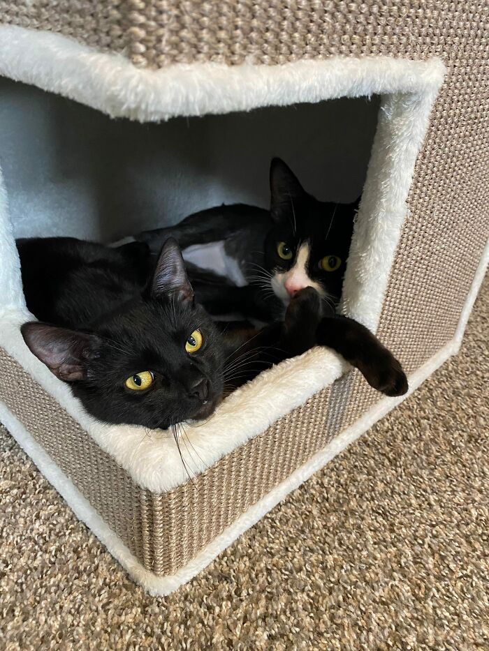 3 Cute Cats Were Thrown Away Like Garbage, Found New Family And Now Are Filling Their Home With Love And Joy 3 Cute Cats Were Thrown Away Like Garbage, Found New Family And Now Are Filling Their Home With Love And Joy