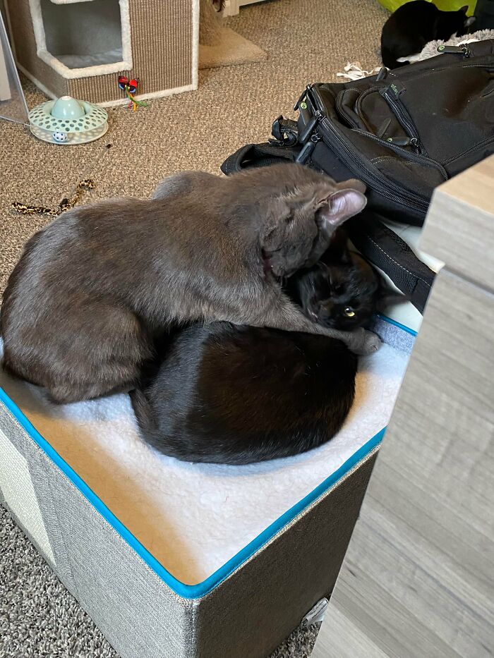 3 Cute Cats Were Thrown Away Like Garbage, Found New Family And Now Are Filling Their Home With Love And Joy 3 Cute Cats Were Thrown Away Like Garbage, Found New Family And Now Are Filling Their Home With Love And Joy