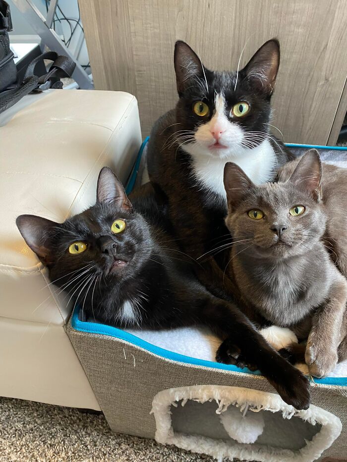 3 Cute Cats Were Thrown Away Like Garbage, Found New Family And Now Are Filling Their Home With Love And Joy