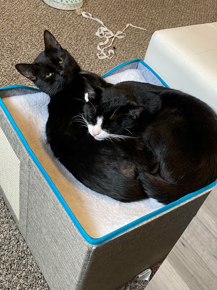 3 Cute Cats Were Thrown Away Like Garbage, Found New Family And Now Are Filling Their Home With Love And Joy 3 Cute Cats Were Thrown Away Like Garbage, Found New Family And Now Are Filling Their Home With Love And Joy