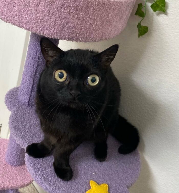 Black Cat With Huge Eyes And Paws Named Mayor Of Town Called Hell Black Cat With Huge Eyes And Paws Named Mayor Of Town Called Hell