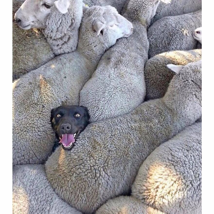 This Instagram Account Features Amusing Street Photographs And Has More Than 500 Thousand Followers (95 New Pics)