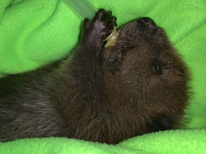 Too Cute! If You Have Never Seen A Baby Beaver Binky, Well You Have Now